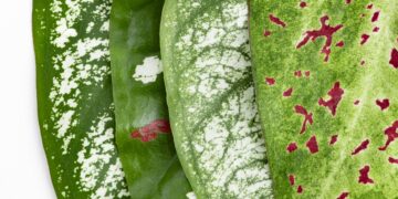 Plants That Give a Rash